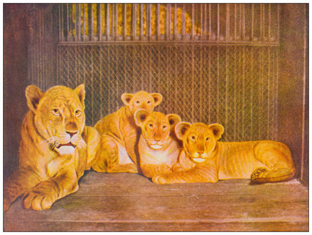 Antique nature color image: Lion