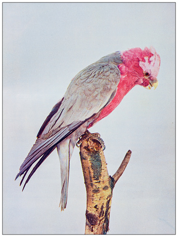 Antique ornithology color image: Cockatoo