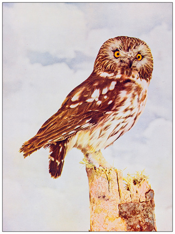 Antique ornithology color image: Saw-Whet Owl