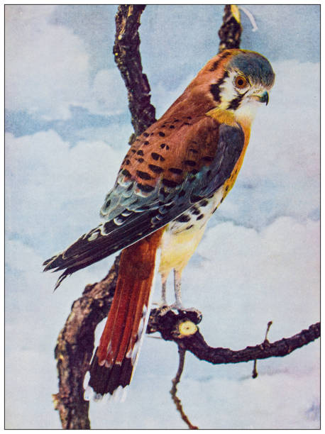 ilustrações, clipart, desenhos animados e ícones de imagem colorida da ornitologia antiga: falcão pardal americano - retro revival old fashioned animal sparrowhawk