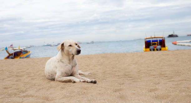 istock A dog relaxing on the beach. summer concept 1449144464