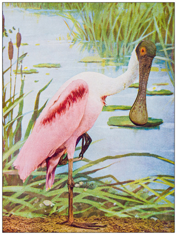 Antique ornithology color image: Roseate Spoonbill