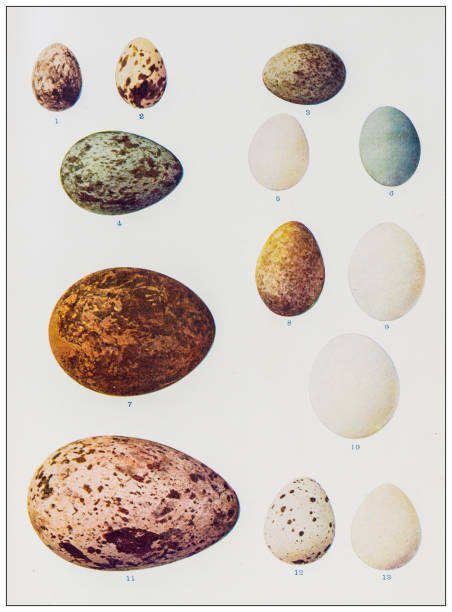 ilustrações, clipart, desenhos animados e ícones de imagem colorida da ornitologia antiga: coleção de ovos de pássaros - engraving eggs engraved image old fashioned