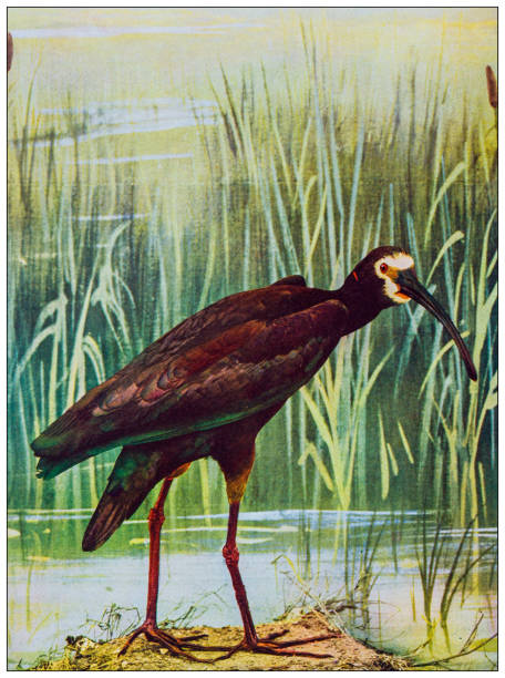ilustrações, clipart, desenhos animados e ícones de imagem colorida de ornitologia antiga: white faced glossy ibis - glossy ibis