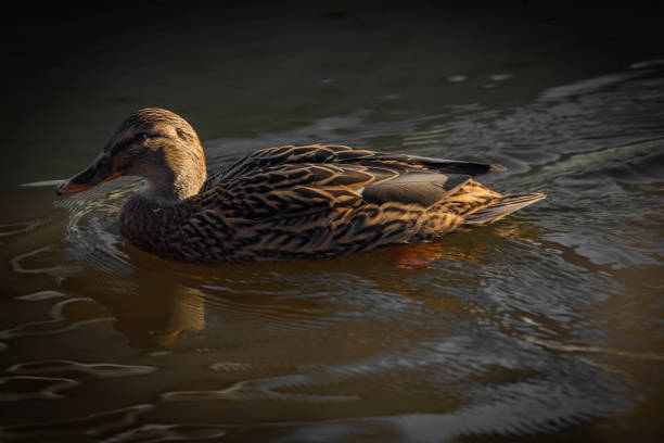 Ducks on winter cold river in sunny nice fresh day