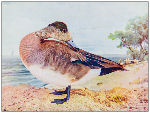 Antique ornithology color image: Bald-Pate Duck