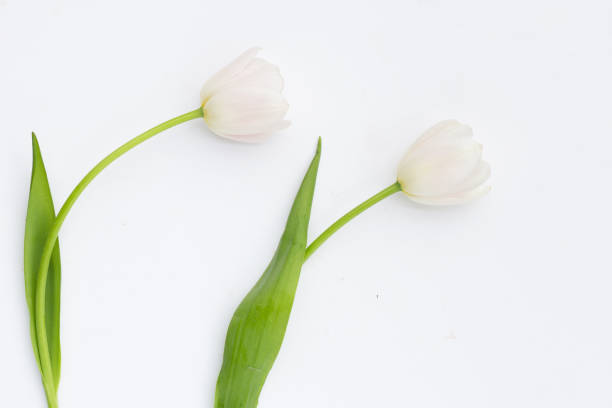 istock White pink tulips on white background. 1449145701