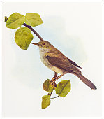 istock Antique ornithology color image: Nightingale 1449145897