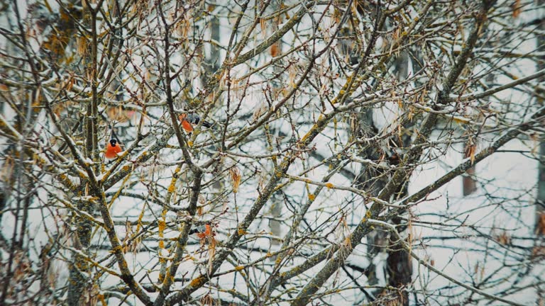 Eurasian Bullfinch male eating nuts