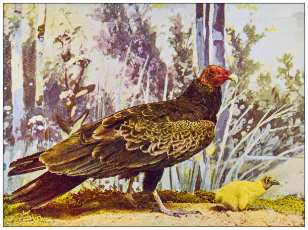ilustrações, clipart, desenhos animados e ícones de imagem colorida da ornitologia antiga: abutre da turquia - turkey woodcut engraving antique