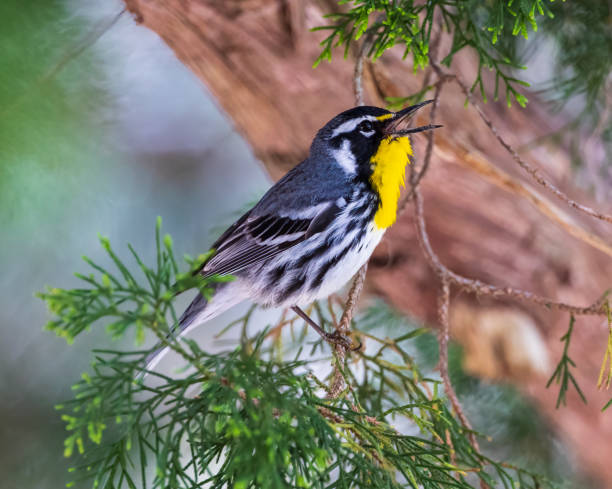 istock Singing Yellow-throated Warbler on Jekyll Island 1449147478