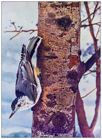 Antique ornithology color image: White breasted nut hatch