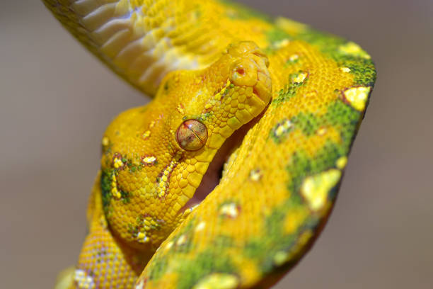 istock Close up photo of a green tree phyton 1449148403