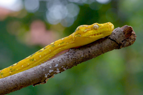 istock Close up photo of a green tree phyton 1449149082