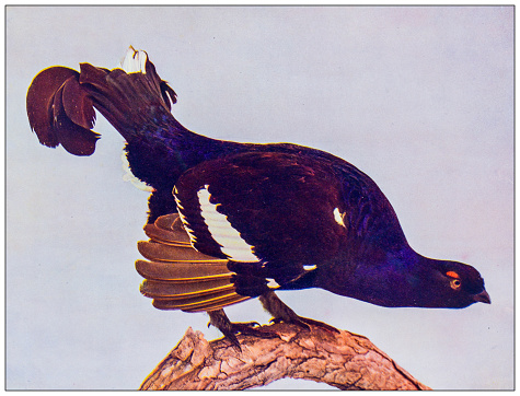 Antique ornithology color image: Black Grouse