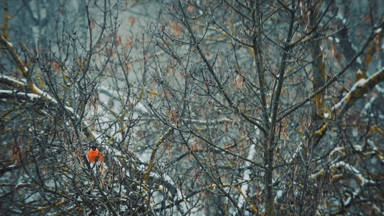 Eurasian Bullfinch male eating nuts