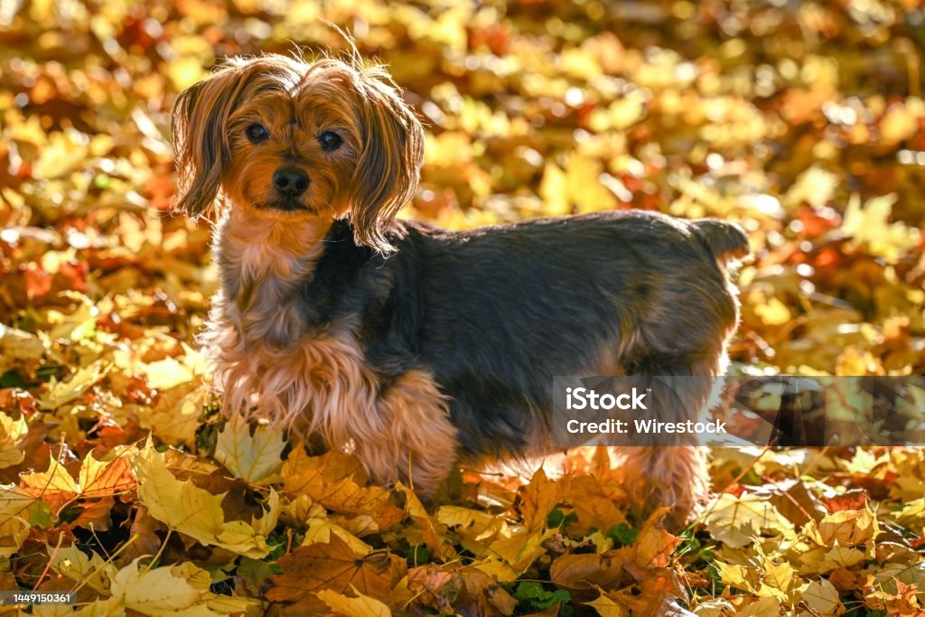 Close-up shot of a Yorkshire terrier posing in fall leaves A close-up shot of a Yorkshire terrier posing in fall leaves Animal Stock Photo