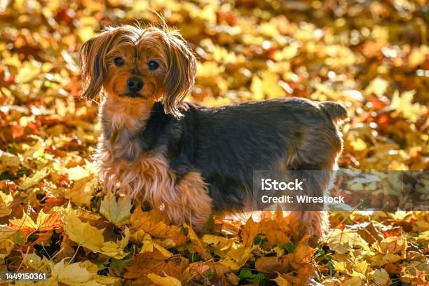 Closeup Shot Of A Yorkshire Terrier Posing In Fall Leaves Stock Photo - Download Image Now