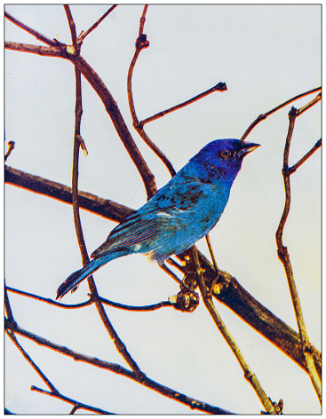 Antique ornithology color image: Indigo Bunting