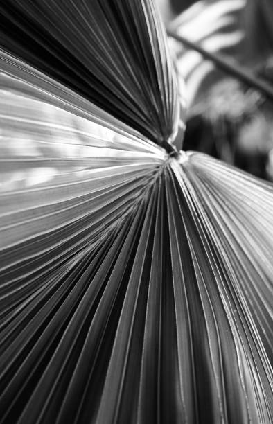 istock Close up of leaf in black and white 1449151628