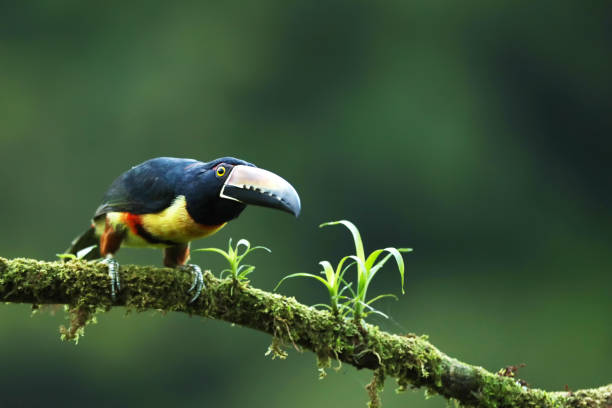 istock Collared Aracari, Pteroglossus torquatus, bird with big bill. Costarica forest. 1449151851
