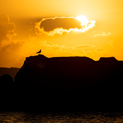 A photo of a bird on a rock during sunset with the sun in the background, only silhouette of the bird is visible. Praia de Lagos, Spain.