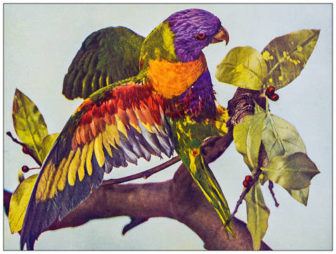 Antique ornithology color image: Blue Mountain Lory