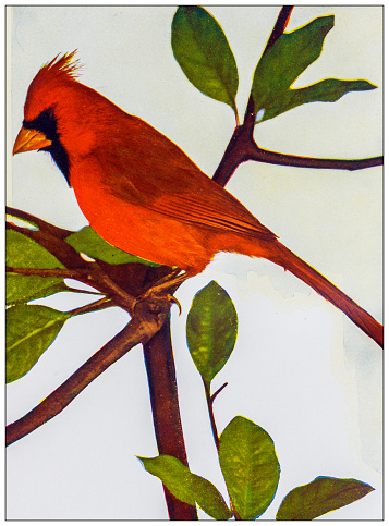 Antique ornithology color image: American Red Bird