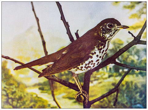 Antique ornithology color image: Wood Thrush