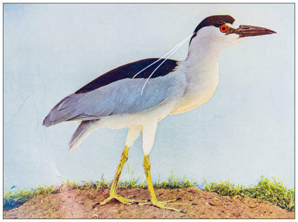Antique ornithology color image: Black crowned night heron Antique ornithology color image: Black crowned night heron black crowned night heron nycticorax nycticorax stock illustrations