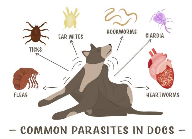 Common parasites in dogs. Horizontal poster Common parasites in dogs. Fleas, heartworms, ear mites, hookworms, giardiasis, ticks. Medical veterinarian infographics. Useful information in cartoon style. Vector illustration. Horizontal poster giardia lamblia stock illustrations