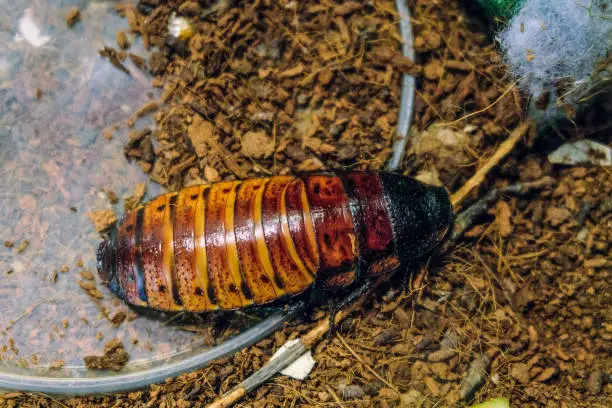 Photo of Madagascar hissing cockroach. Gromphadorhina portentosa. Giant insect top view.