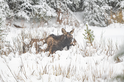 Moose cow (female) grazing in deep snow near Cooke City, Montana following a blizzard in Montana, USA, North America.