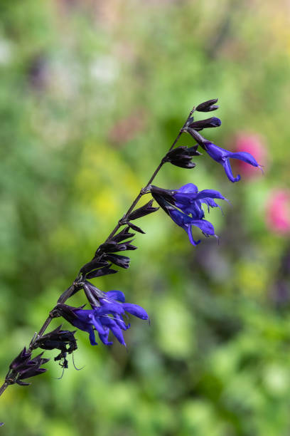 istock Salvia amistad flowers 1449156935