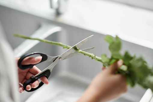 Hands of woman cutting flower stem above kitchen sink