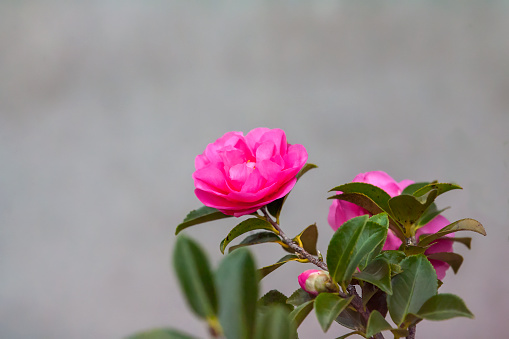 Pink Flower2