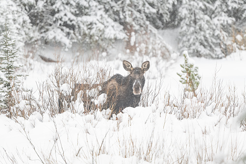 Moose cow (female) looking at camera while grazing in deep snow near Cooke City, Montana following a blizzard in Montana, USA, North America.