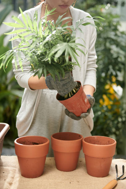 istock Woman Repotting Plants in Backyard 1449158914
