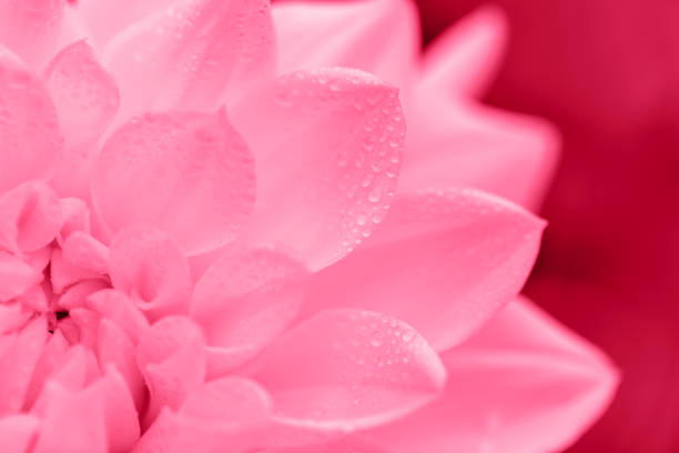 Fresh magenta dahlia petals with drops close-up. Great background for your design. Selective focus. Color of the year 2023