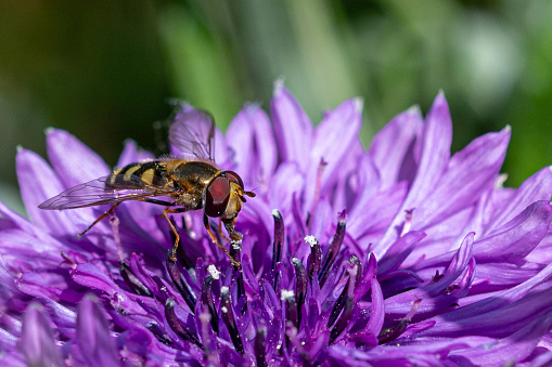 Hoverfly collecting pollen from a purple cornflower wildflower