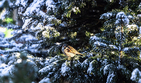 Sparrow on the branch of a fir tree covered with snow. Birds in winter.