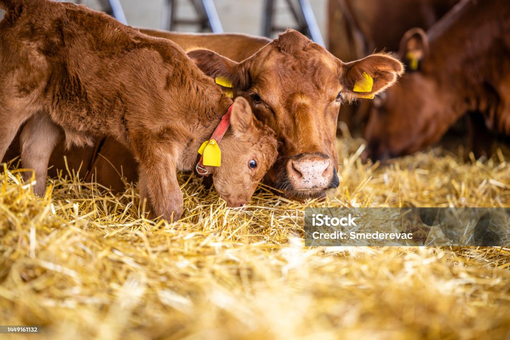 Domestic animals affection and bond. Mother cow and calf cuddling inside cattle farm. Domestic Cattle Stock Photo
