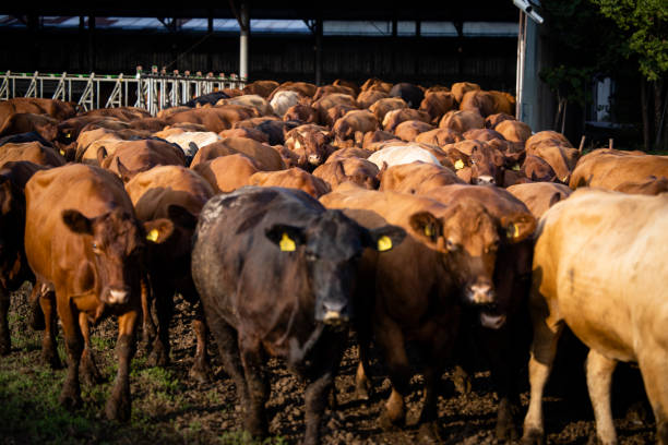 istock Herd of cows walking out the cowshed and going on pasture to graze. 1449161888