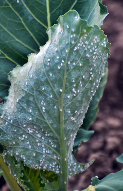 istock Butterfly whitefly  (Aleyrodes proletella) on the plant 1449164076