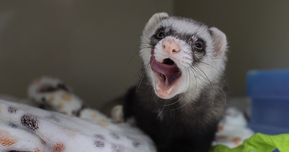 Ferret in the hospital yawns with his tongue out. A domestic ferret fell ill and is being treated by a doctor. The cute domestic ferret is tired and wants to sleep..