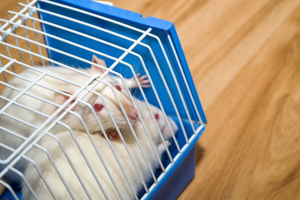 istock Two white rats sit in a pet cage, pets. 1449164311
