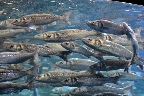 istock School of Silver Gray Fish 1449165057