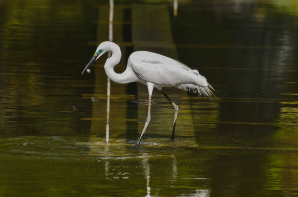 istock Great White Egret (Ardea Alba) fishing 1449165267