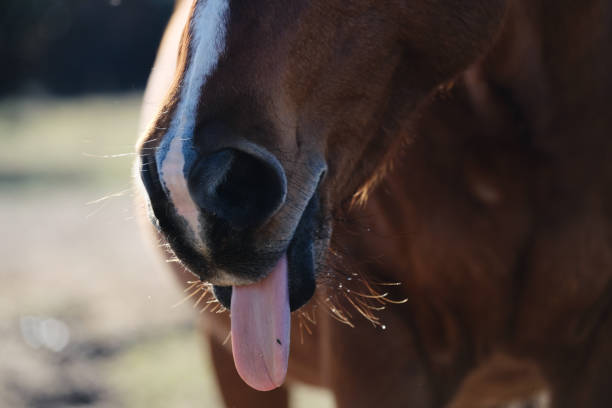 istock Horse with tongue out 1449167231