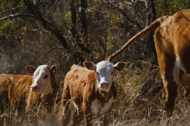 bydło hereford na ranczu w teksasie - field hereford cattle domestic cattle usa zdjęcia i obrazy z banku zdjęć